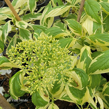 Cornus controversa "Variegata"